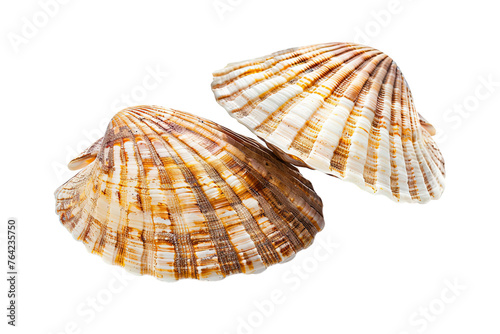 Shellfish isolated on transparent background