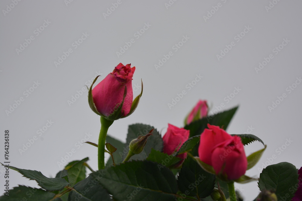 Festive bouquet of flowers, real live seedlings of dark red rose in a brown plastic pot. Festive bouquet of flowers, real live seedlings of dark red rose in a brown plastic pot.