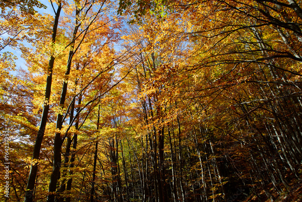 Fototapeta premium Autumn leaves on a tree in nature. Fall. Beautiful colors of the season change. Tranquility of golden light and shades. Calm moment in the forest. Vibrant colors.