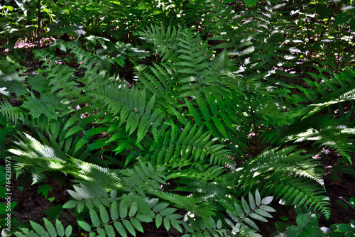 a green fern isolated in the forest wallpaper