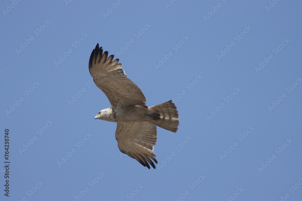 Obraz premium Short-toed Snake Eagle flying in the sky. Beautiful wall mounting picture of bird. wall canvas print. Seasonal greeting card background.