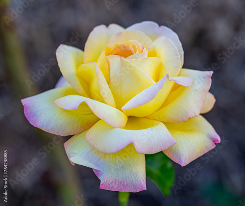 Fotografija yellow rose with pink tinge