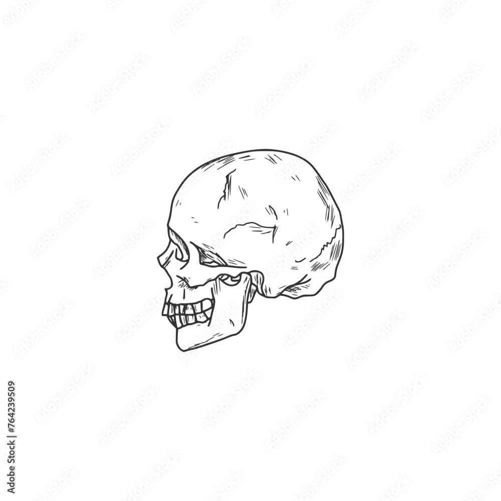 Human skull icon. Hand drawn skull isolated on white background