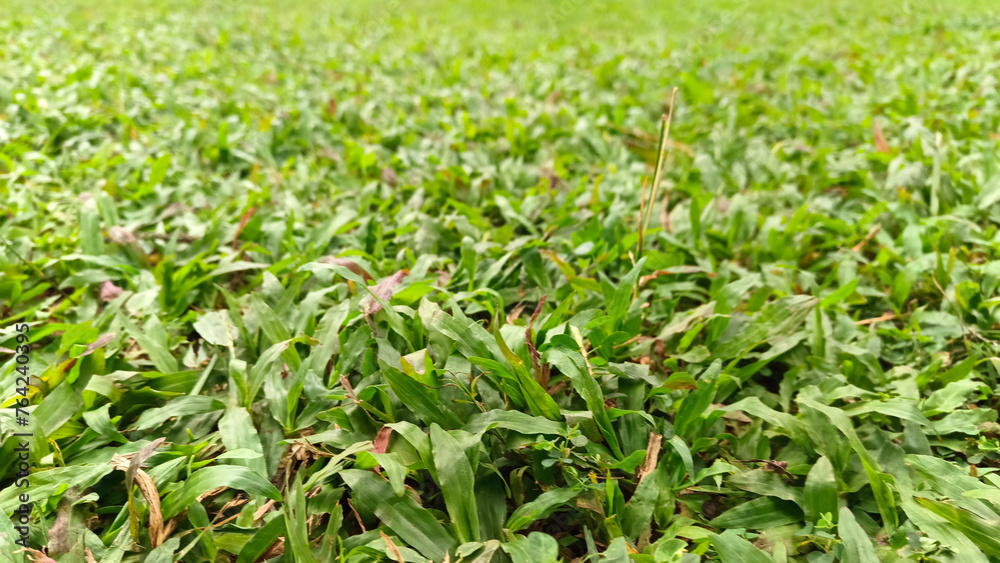 Portrait of green grass, in a garden that grows beautifully and freshly Portrait of green grass, in a garden that grows beautifully and freshly