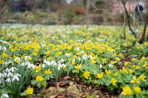 Winter aconite yellow flower with strong green petals. In flower in springtime UK. 