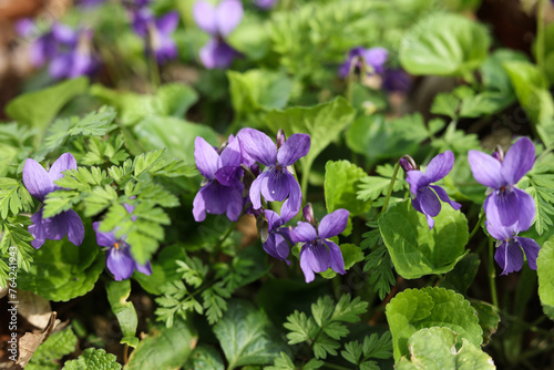 bunch of violets in spring forest