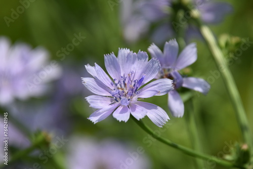 Fototapeta Naklejka Na Ścianę i Meble -  chicory flower close-up with green background