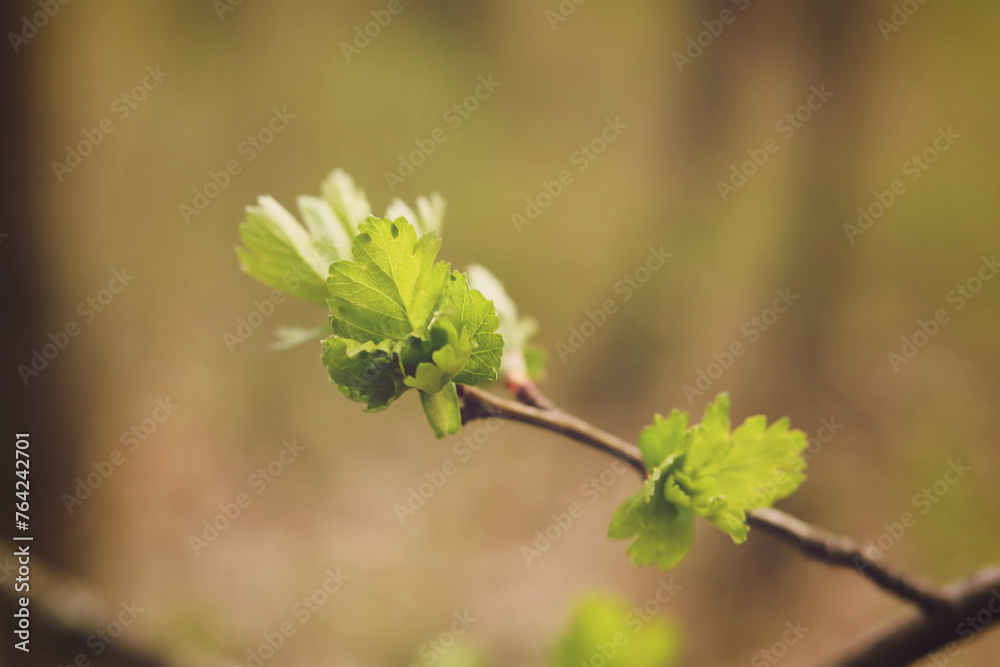A branch of a tree with green leaves in the spring. Selective focus. A branch of a tree with green leaves in the spring. Selective focus.