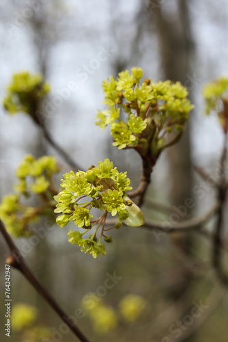 Blossoming branch of a maple in early spring, close-up