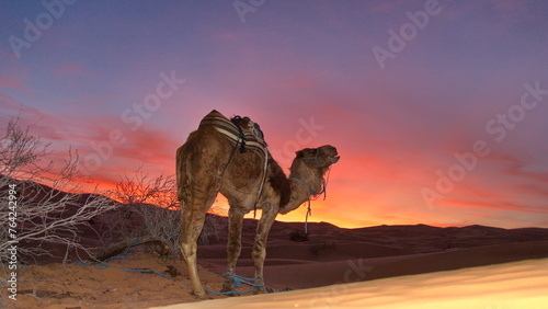 Dromedary camel  Camelus dromedarius  at sunset in the Sahara Desert  outside of Douz  Tunisia