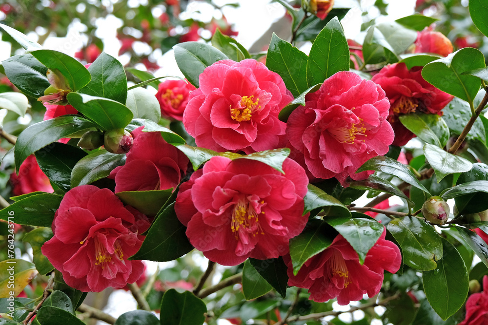 Dark pink semi double camellia 'William Carlyon' in flower Dark pink semi double camellia 'William Carlyon' in flower