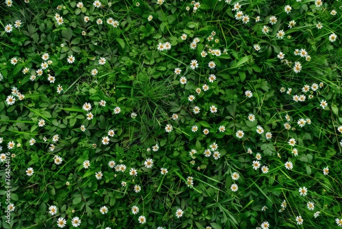 A field of white flowers with green grass. The flowers are scattered throughout the field, with some closer to the foreground and others further back