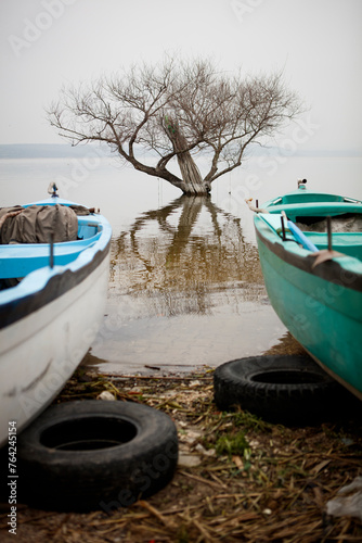 Beautiful tree inside the Lake Golyazi, Bursa Turkey photo