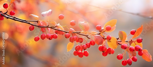 Branch of tree with red berries