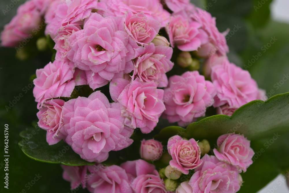 Real fresh flowers, Kalanchoe seedlings growing in a grey plastic pot. Many small pink flowers with coarse, large green leaves.