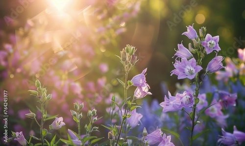 Bellflowers blooming in a cottage garden, closeup view, soft focus