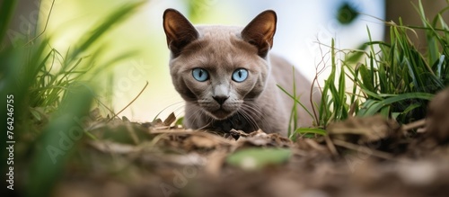 Cat strolling grass, blue Burmese cat defecates under tree