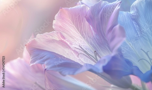 Close-up of a bellflower in soft light, closeup view, selective focus, spring background