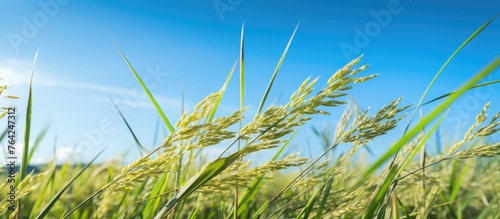 Tall Grass in Field with Blue Sky Behind © Ilgun