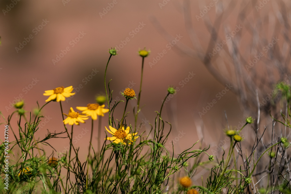 Flores amarillas