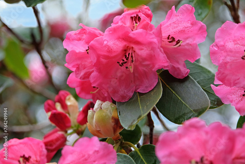 Tall pink hybrid Rhododendron 'Rosalind' in flower photo