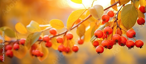 Red berries on tree branch with leaves