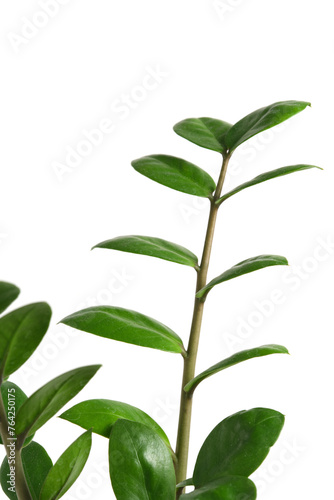 Green foliage of a houseplant on a white background.