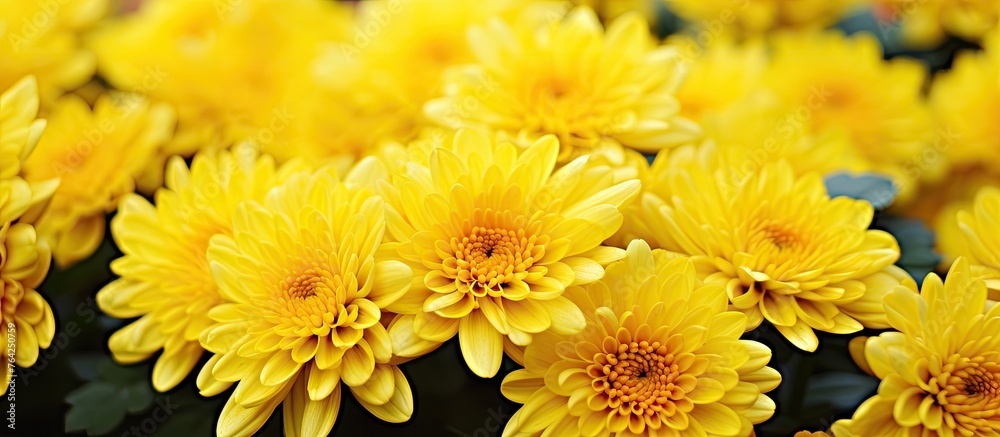 Obraz premium Yellow flowers bloom abundantly in a garden
