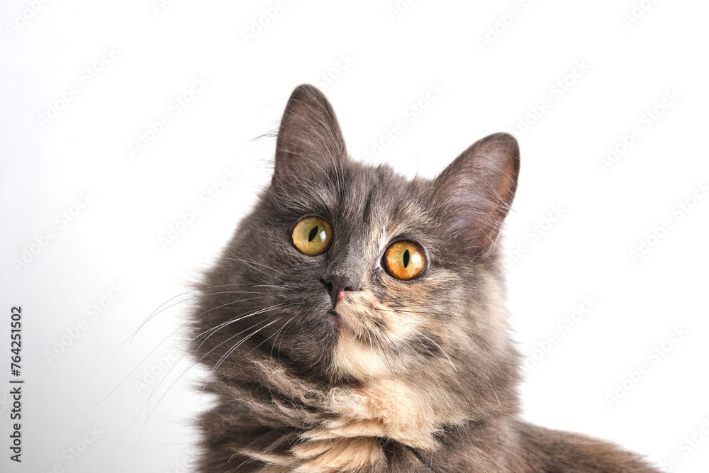 Playful look long haired gray cat white background.