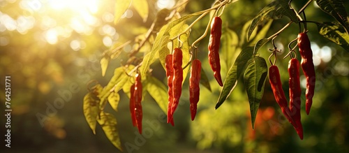 Red chili peppers hanging from tree branches