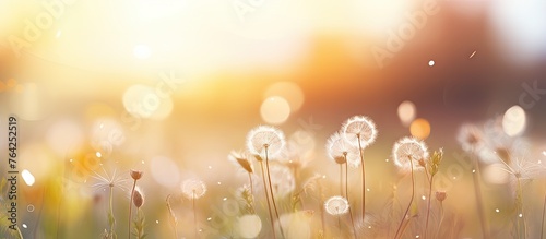 Dandelions in grass with sunlight