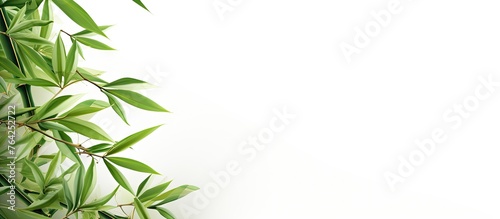 Plant growing on wall with bamboo shoots and green leaves against white sky