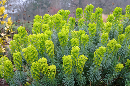 Green Euphorbia characias, the Mediterranean spurge or Albanian spurge in flower.