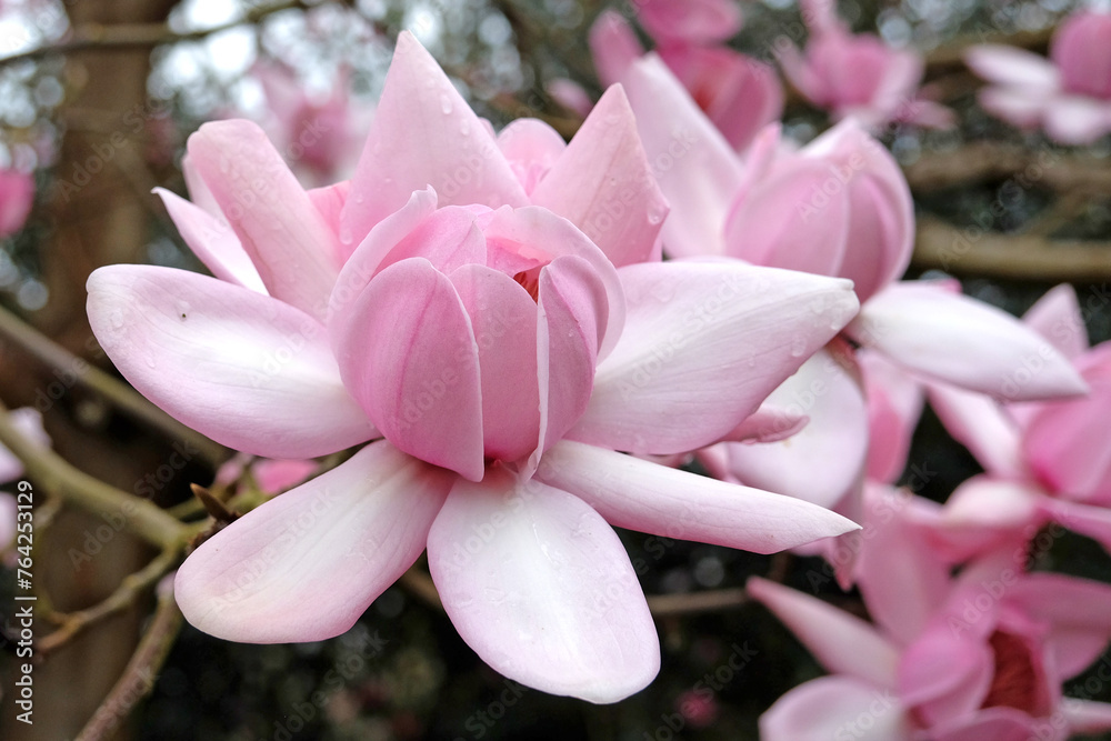 Pink Magnolia campbellii, or Campbell's magnolia in flower.