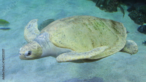 Green turtle in the blue water