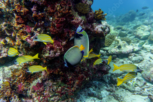  Emperor angelfish (Pomacanthus imperator) in the coral reef of Maldives island. Tropical and coral sea wildelife. Beautiful underwater world. Underwater photography. photo