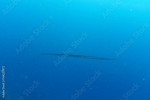 Trumpet fish in the coral reef of Maldives island. Tropical and coral sea wildelife. Beautiful underwater world. Underwater photography.