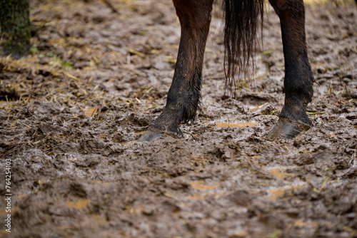 Horse's feet dirty with mud after the rain