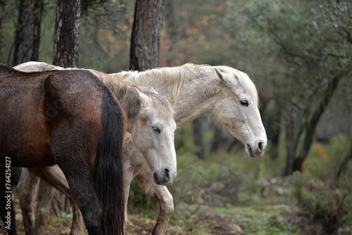 Wild horses grazing in the forest