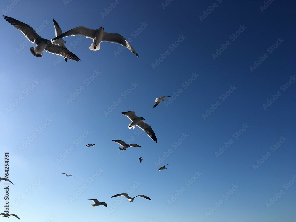 Seegulls flying Seegulls flying