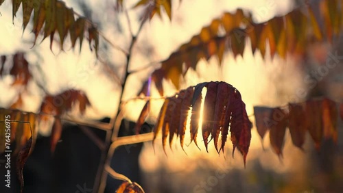 Evening sun rays shining through yellow autumn sumac leaves.
