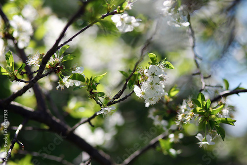 Branches of blossoming cherry tree. Beautiful cherry blossom against the background of a blurred garden.