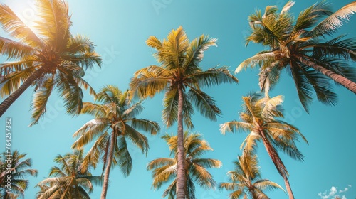 Group of Palm Trees Under Blue Sky