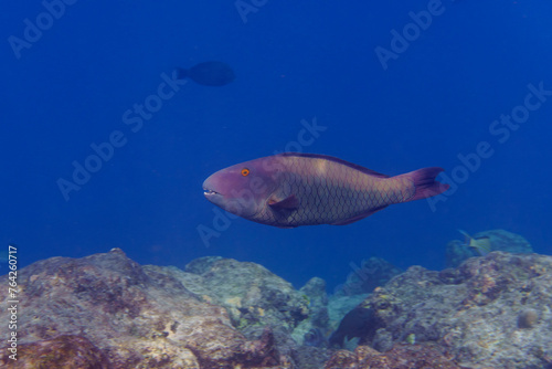 Parrotfish in the coral reef of Maldives island. Tropical and coral sea wildelife. Beautiful underwater world. Underwater photography.