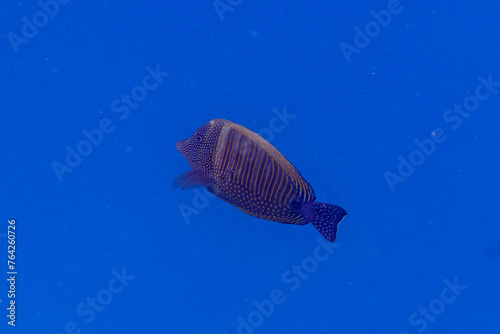  Red sea sailfin tang in the coral reef of Maldives island. Tropical and coral sea wildelife. Beautiful underwater world. Underwater photography. photo