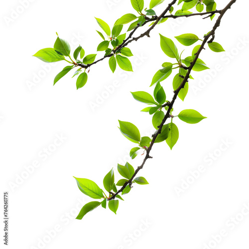 Green tree branch isolated.