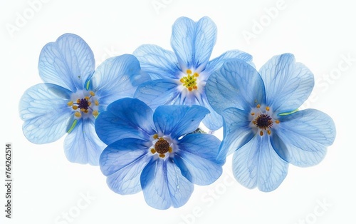 Tiny Blue Bloom: Forget-Me-Not Flower Isolated on White Background.
