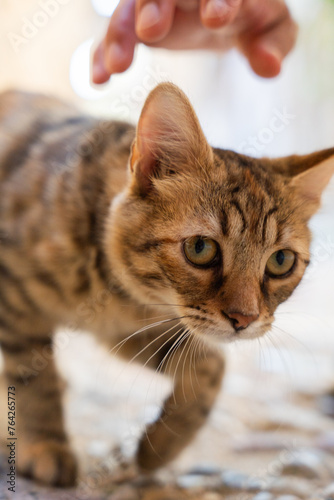 Close up of kitten face and hand in the middle of a street in the historic town of Rhodes in Greece