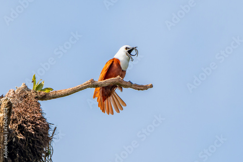 Male Three-wattled Bellbird (Procnias tricarunculatus) calling