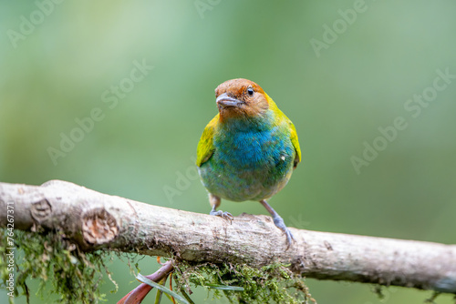 Bay-headed Tanager (Tangara gyrola) perched on a branch